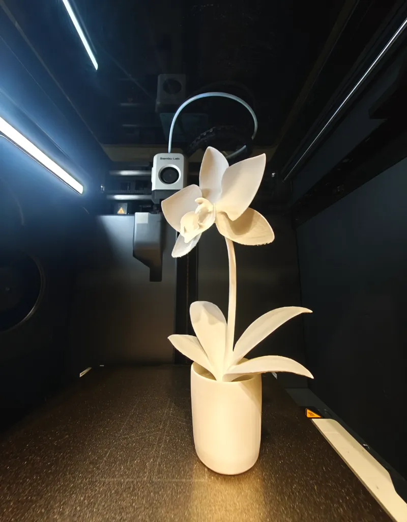 Orchid