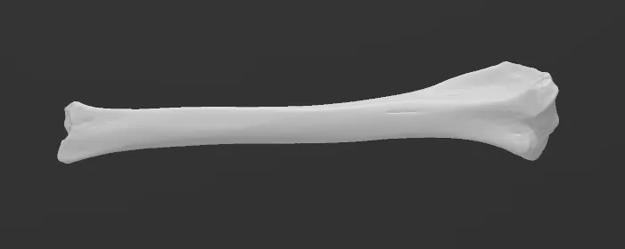 Dog Tibia 3D Scan
