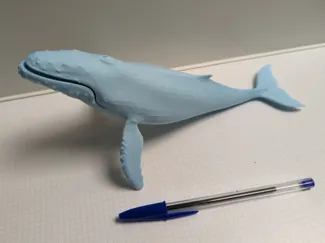 Humpback Whale
