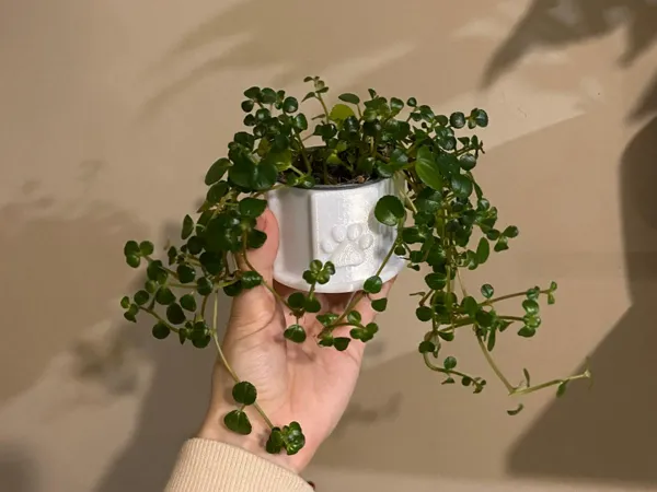 https://makerworld.bblmw.com/makerworld/model/US7a864efe329d47/design/2025-01-06_4358cbb74a69e.jpeg