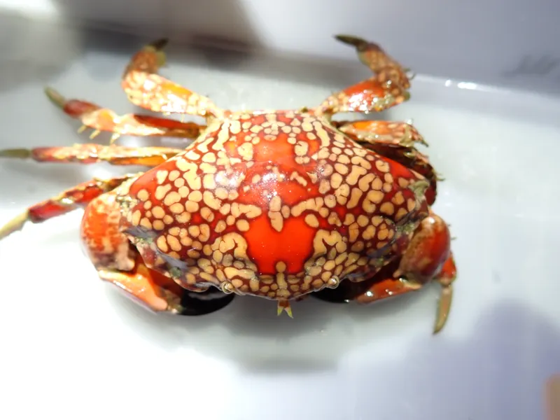 mosiac reef crab keychain print