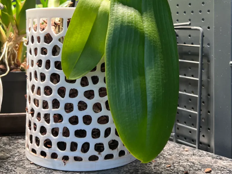 Orchideen Vase groß