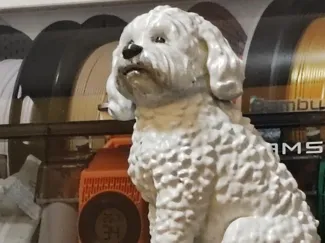 Barboncino adorabile
