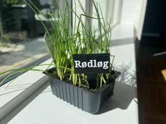 Garden sign for your kitchen garden Rødløg