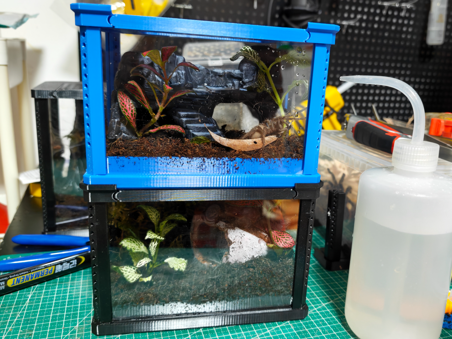 捕鸟蛛跳蛛爬宠饲养盒可堆叠15×10×10cm