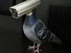 Camera Pigeon