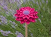 Insect Waterer - Aster
