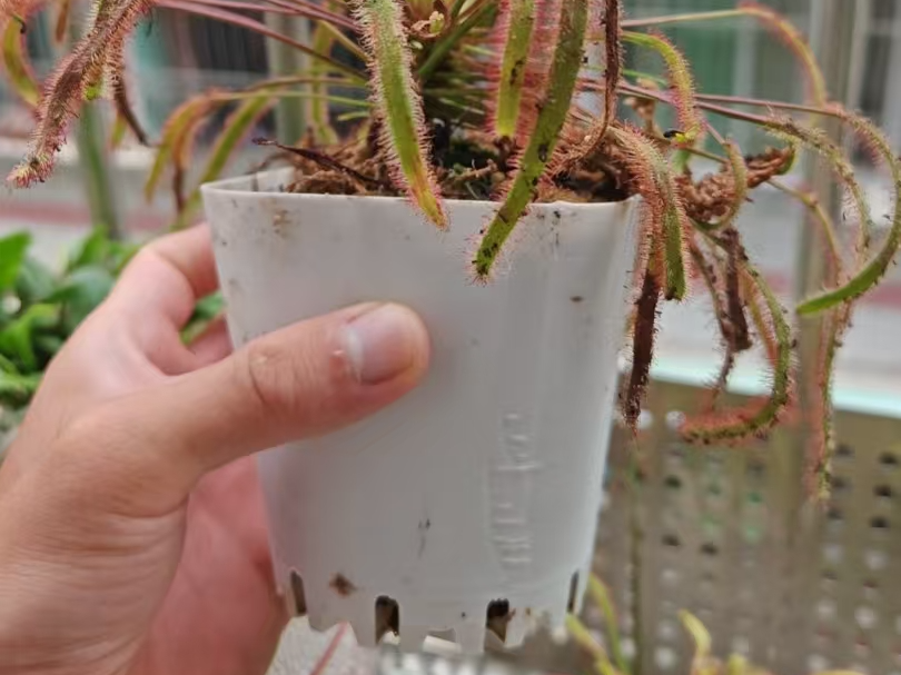 简约极简花盆（食虫植物）