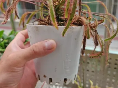 Minimalist Planter (for Carnivorous Plants)