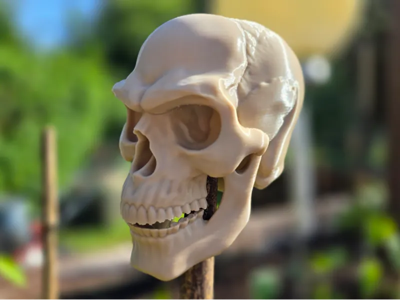 Detaillierter Schädel / Detailed Skull