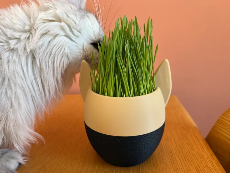 pot herbe à chat 