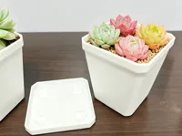 带托盘的花盆