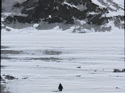 Nihilist Penguin