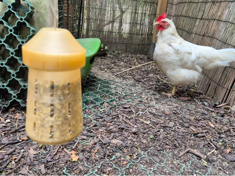 Hanging Chicken Feeder Toy 