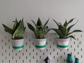 Ikeas Skadis Sanseveria Holder (Tiny Pot)