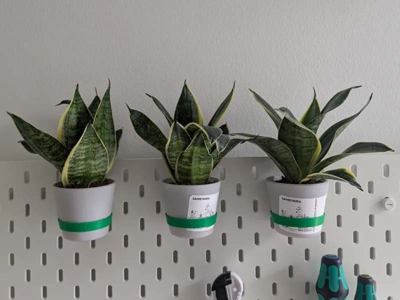 Ikeas Skadis Sanseveria Holder (Tiny Pot)