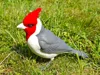 Red-Crested Cardinal – A1 mini