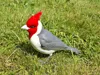 Red-crested Cardinal – A1