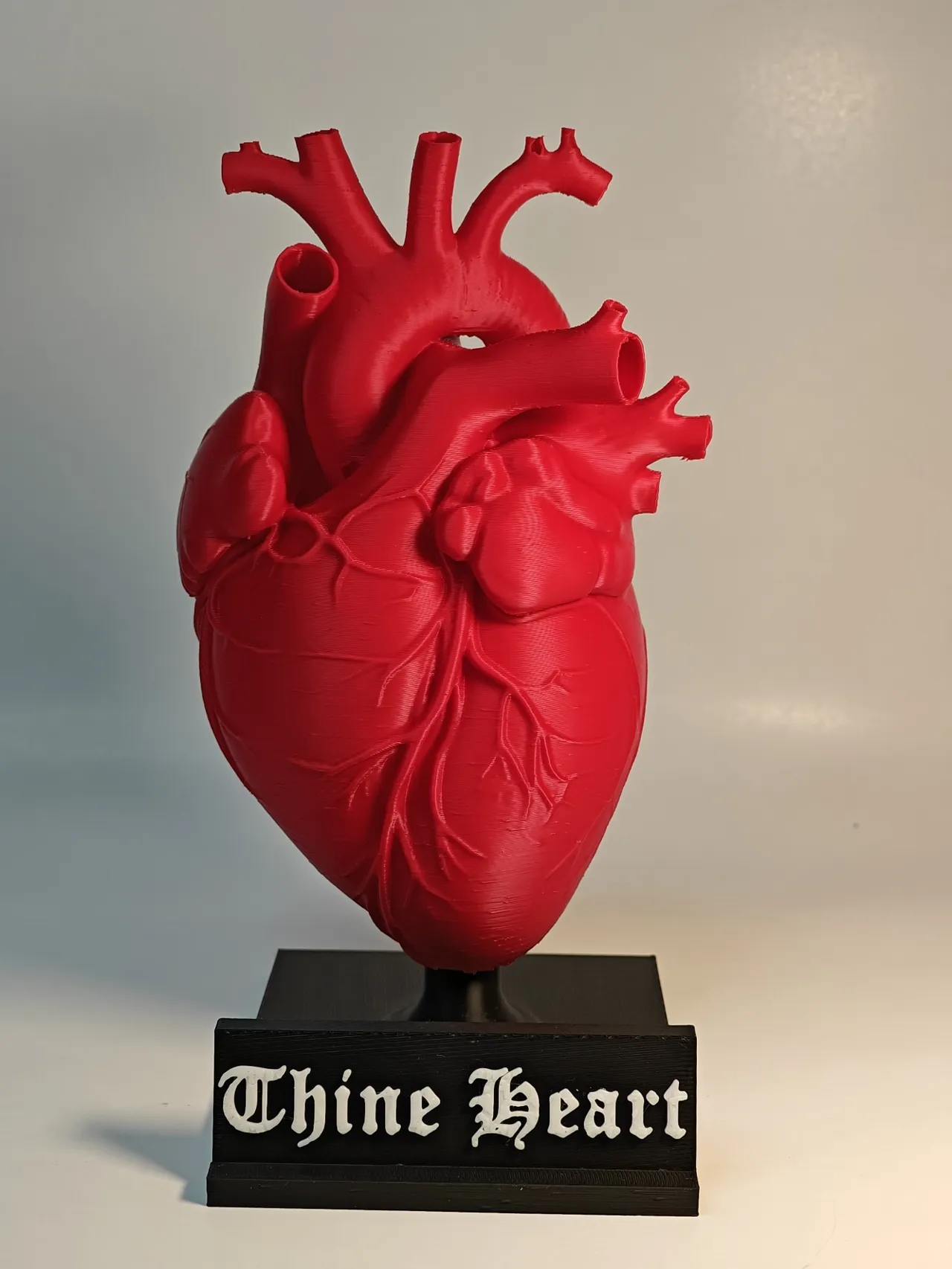 Heart Flower Vase (Anatomically Accurate) view 4
