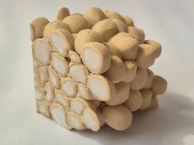 Parenchyma plant tissue model