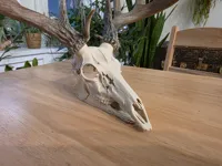 Deer Skull Hide - 50% Scale