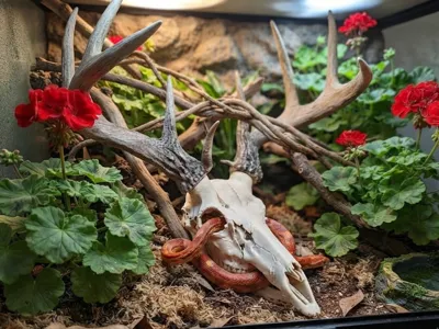 Deer Skull - Reptile Hide - BAS Antlers