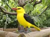 Eurasian Oriole – A1 mini