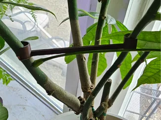 Plant Trainers V2
