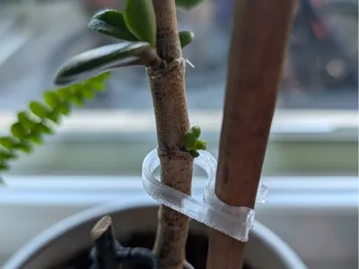 Plant holder clip