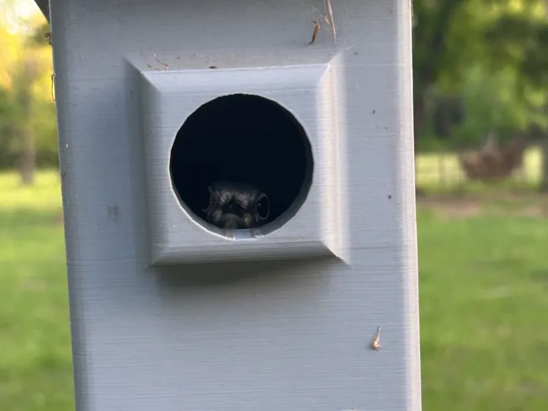 blue bird house