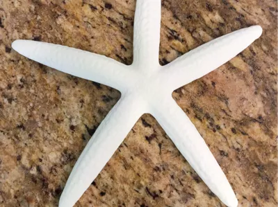 Star Fish