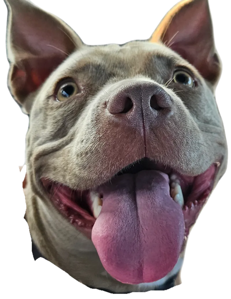 Holly the Itty Bitty Pitty