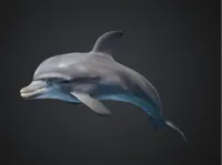 Petit dauphin pour fin de bobine — photo 1