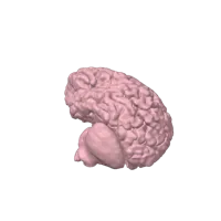 Cerveau humain grandeur nature — photo 3
