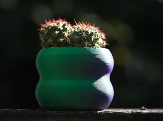 Cactaceae Pot 6cm
