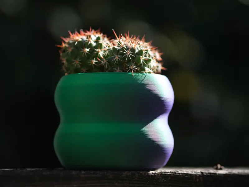 Cactaceae Pot 6cm