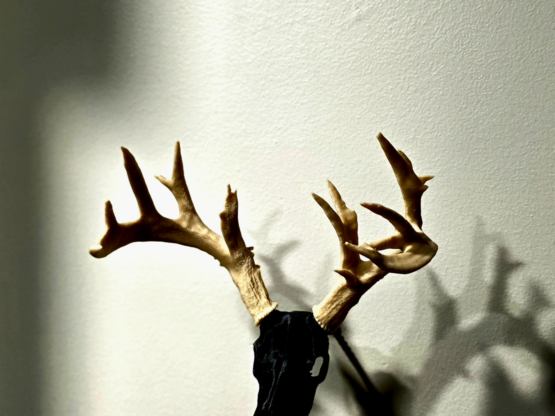 Antler Set - Mooney - BAS Antler Skull Mount