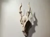 Muntjac Skull - A1 Mini MAX
