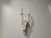 Muntjac Skull - A1 MAX