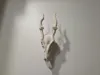 Muntjac Skull - Mini