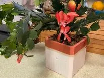 Square Flower Pots