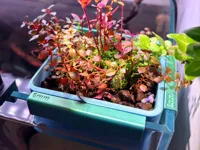 魚缸壁掛植物種植盤 (AMS Use)