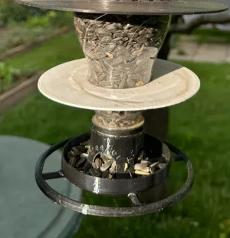 Birds Feeder on PET Bottle