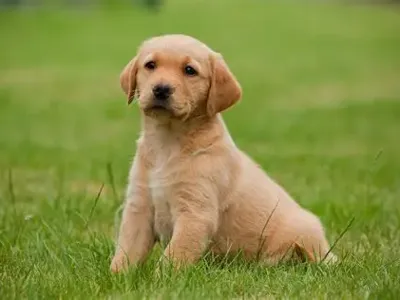screw not dog:}