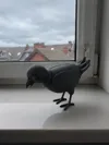 Solo Pigeon