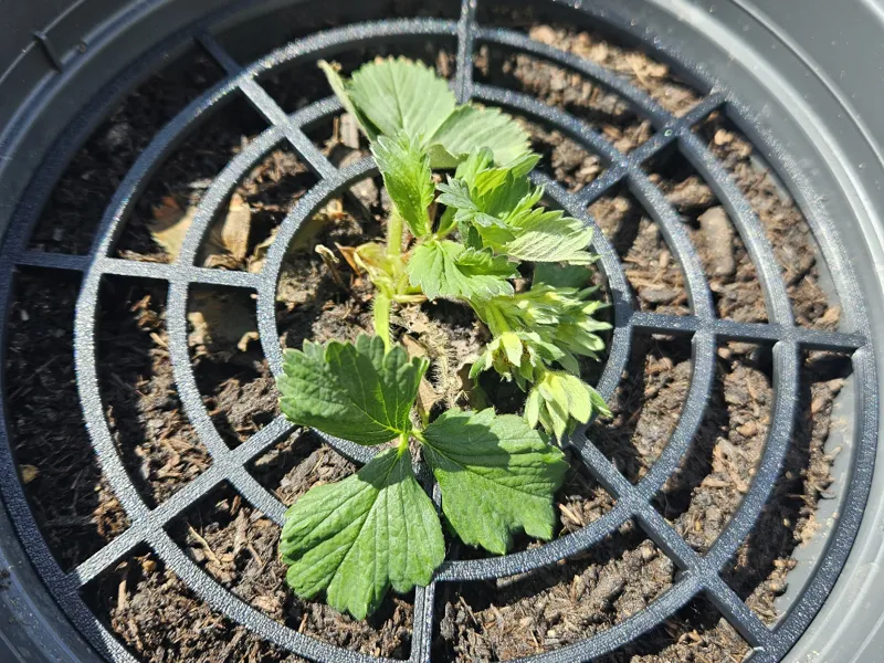 Strawberry Holder (support)