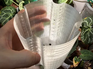 aroid pot 10 cm