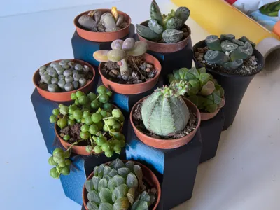 SUCCULENT PALNT POT