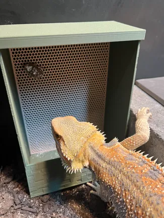 Reptile feeder