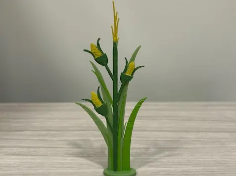 Corn Stalk